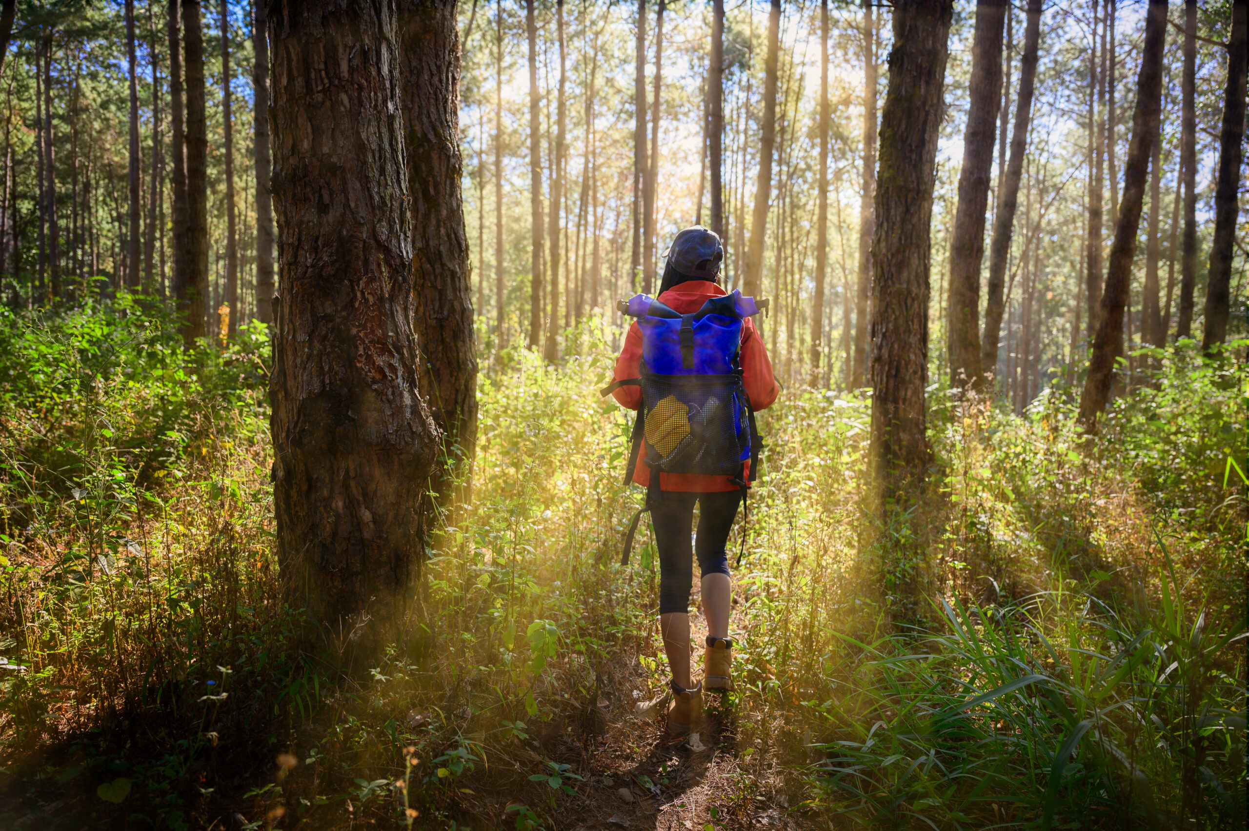 Person walking on a path with light coming between the trees in the forest.