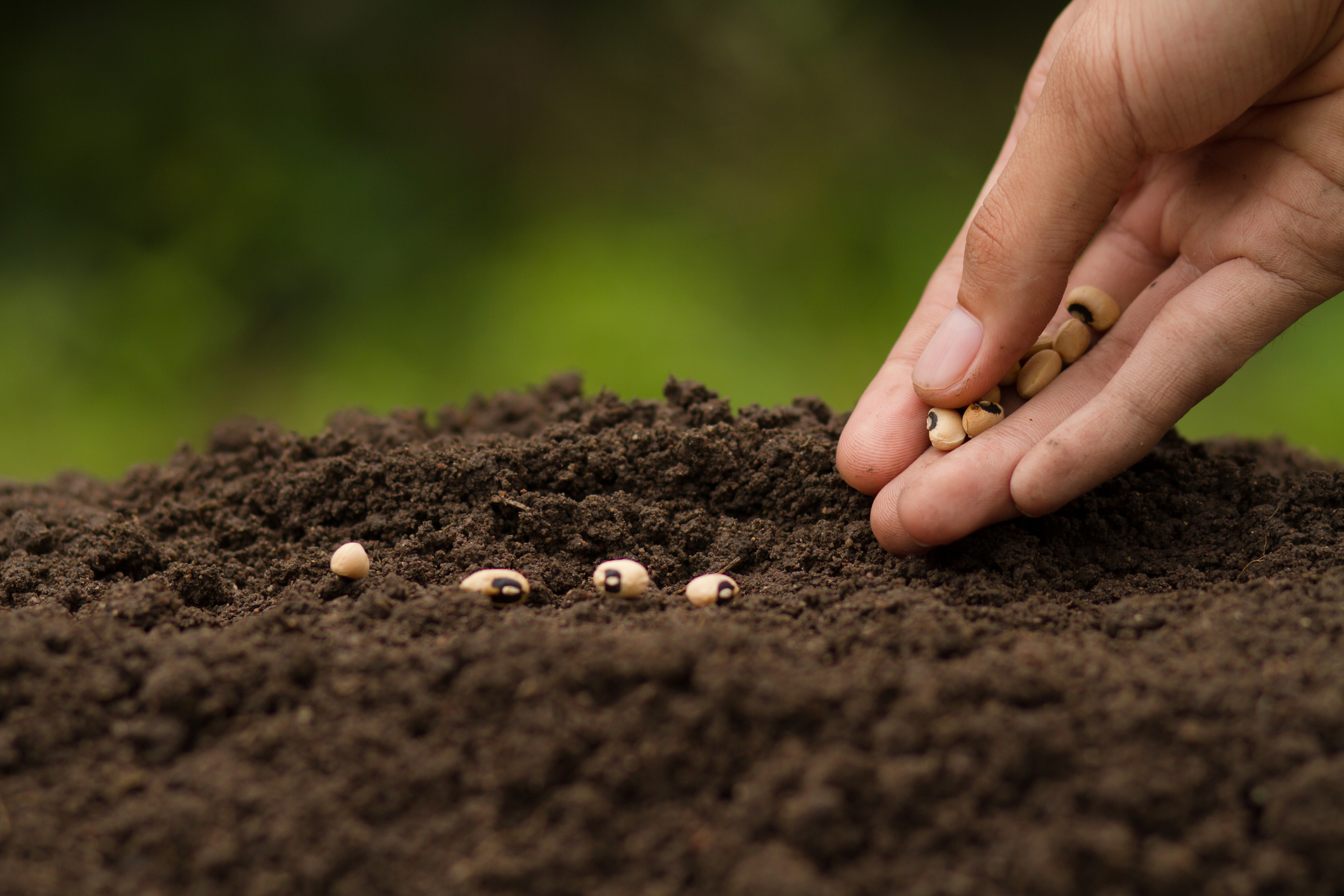 Seed Ceremony