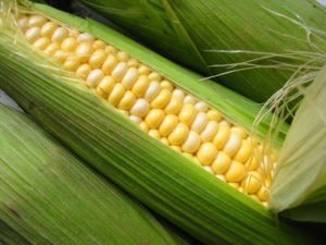 Corn Harvesting at Proulx Farm