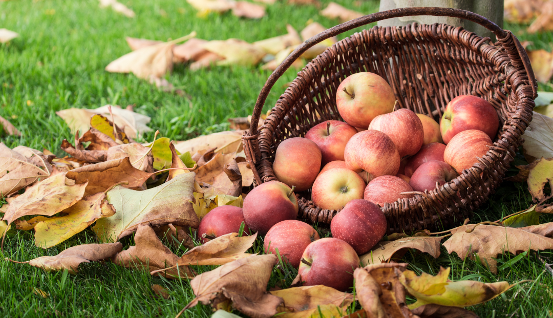 Apple Picking