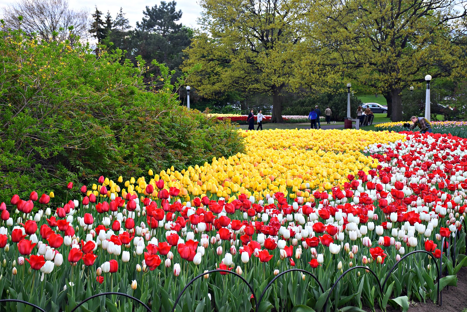 Tulip Festival