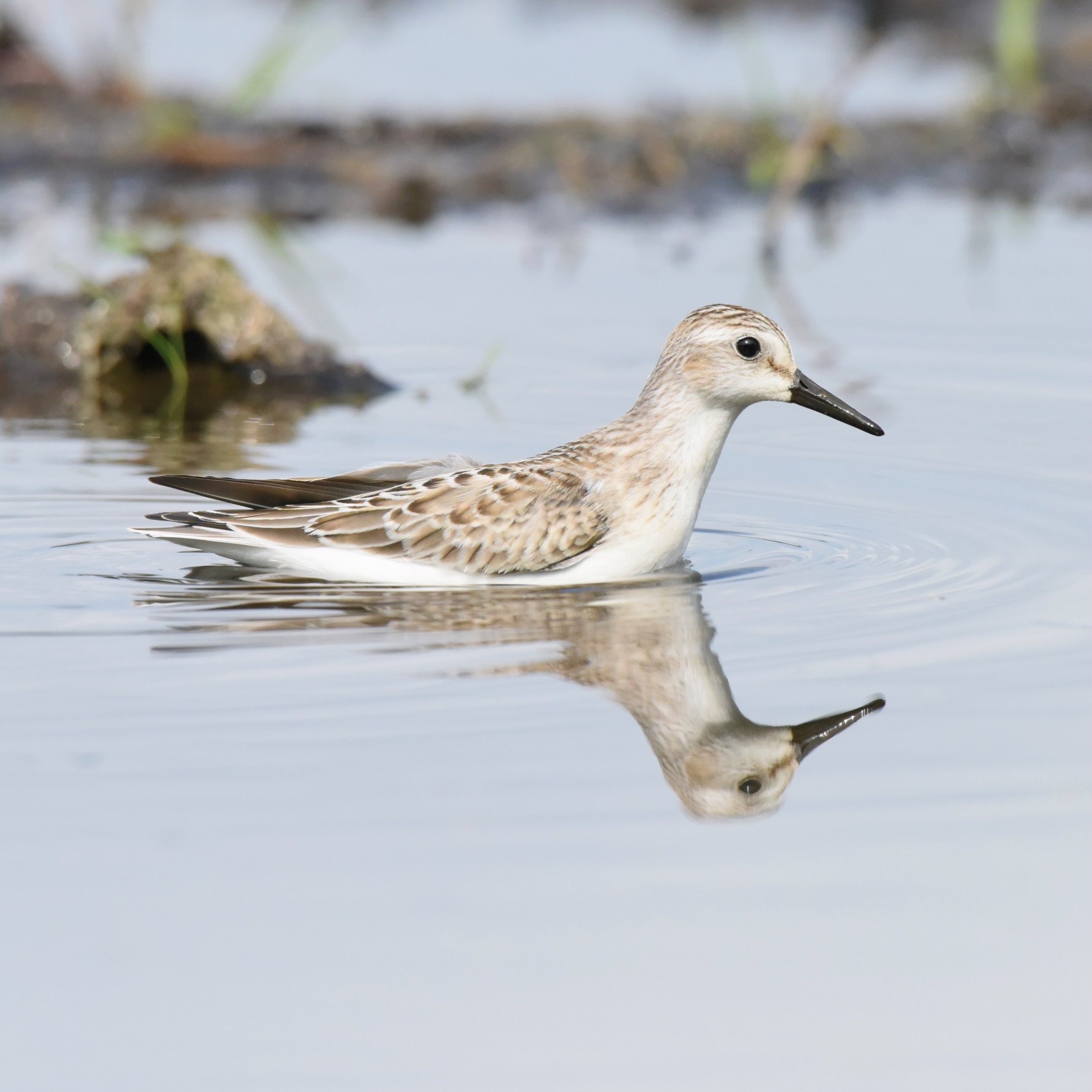 Bineshiinzh: Kitji Ziibii Birding