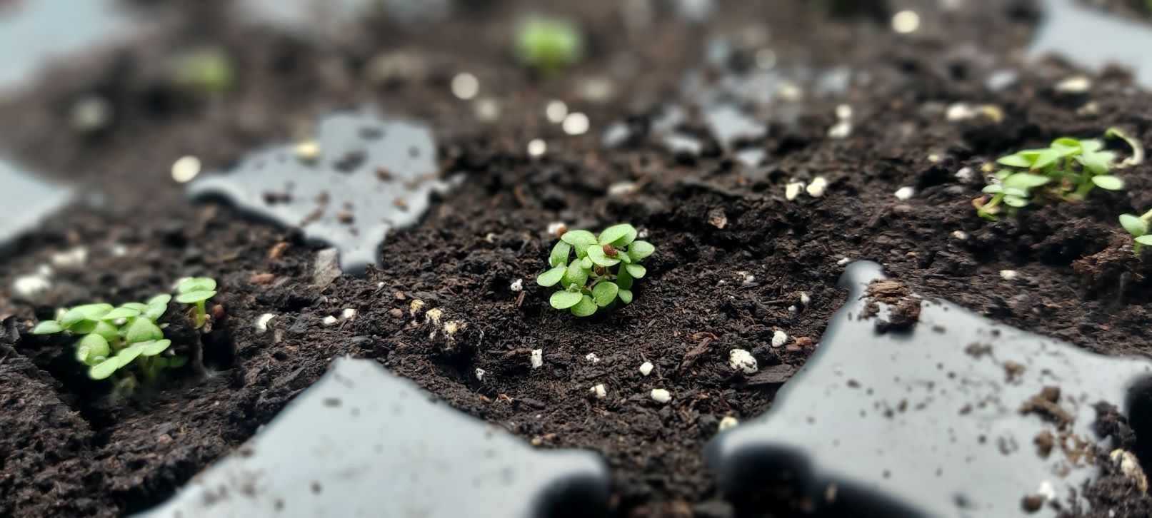 Seed and Soil Event – Health Fair