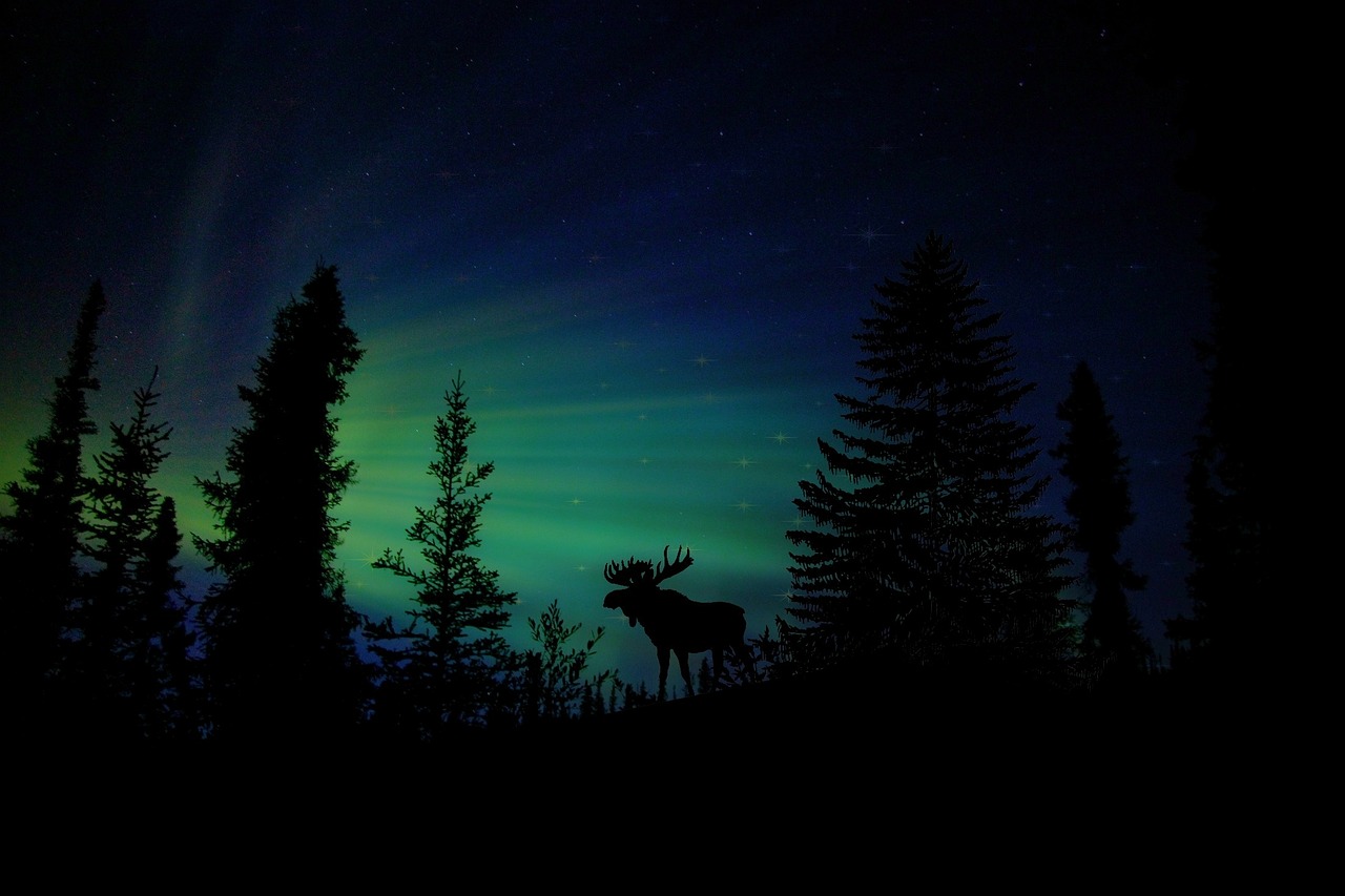 The silhouette of a moose at night