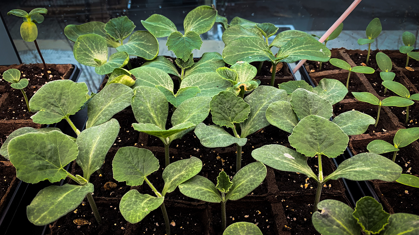 New seedlings beginning to grow