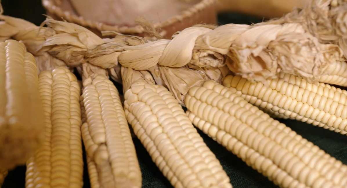 Dried yellow corn