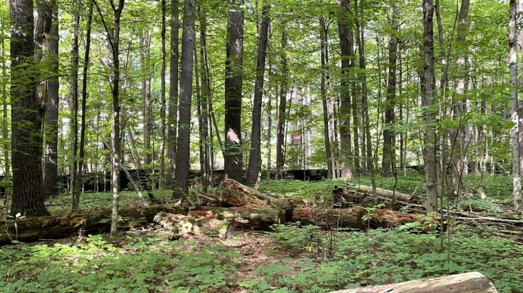 Gillies Grove_Anita Comfort