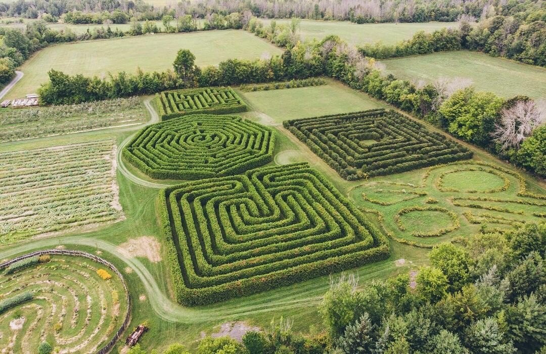 A Corn Maze